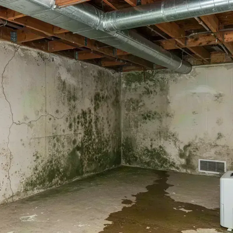 Professional Mold Removal in Cumberland, WI